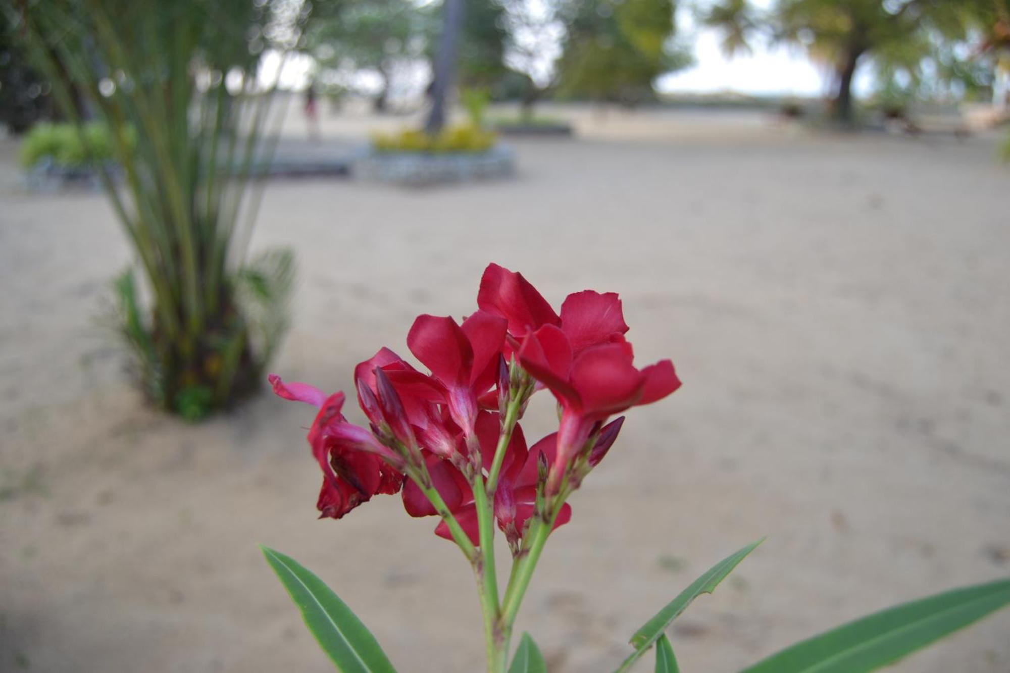 Nirukthie Beach Resort & Restaurant Kalpitiya Zewnętrze zdjęcie